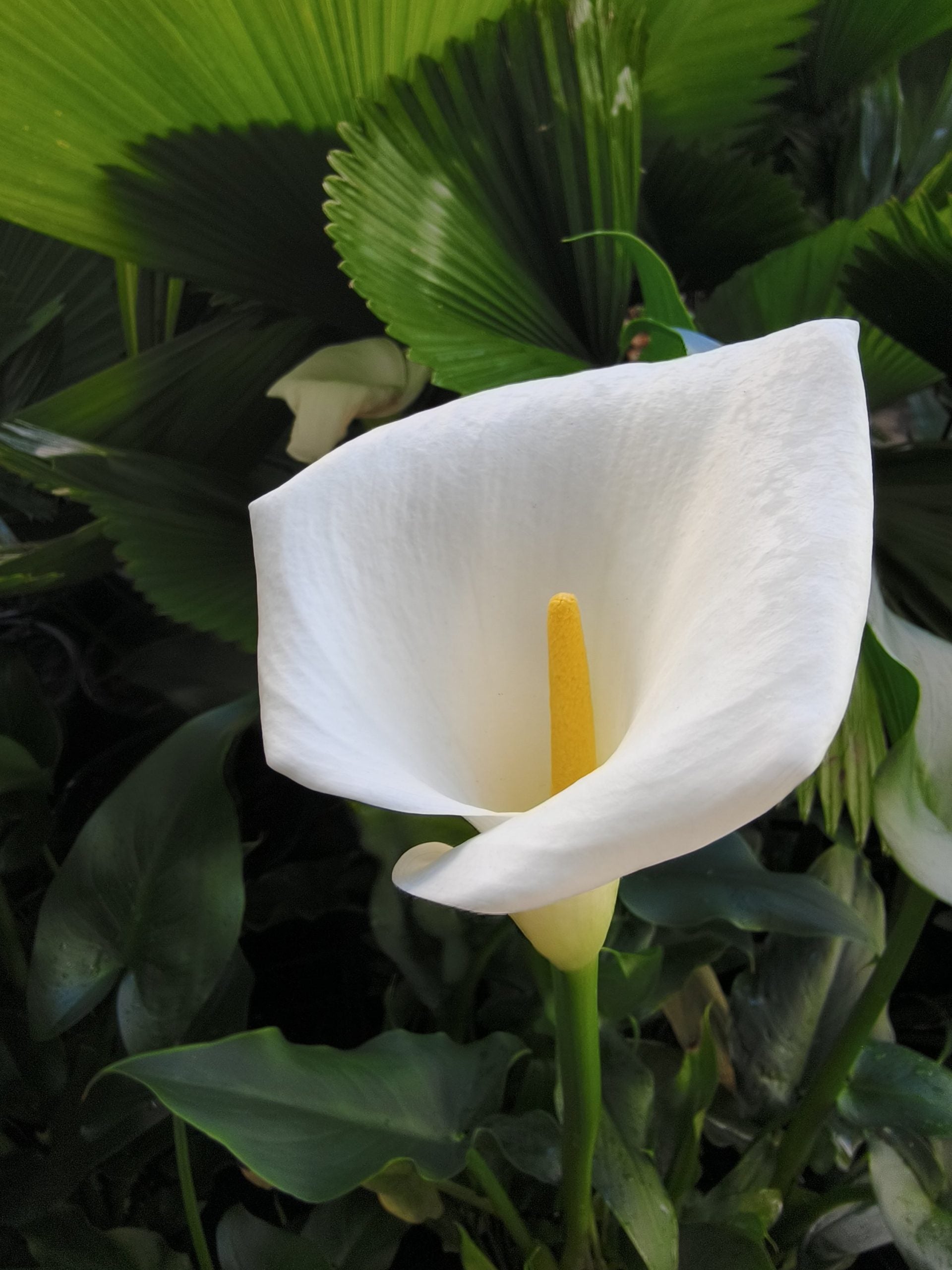 Weiß Araceae Decorative Samen zur Aussaat Better Gardening