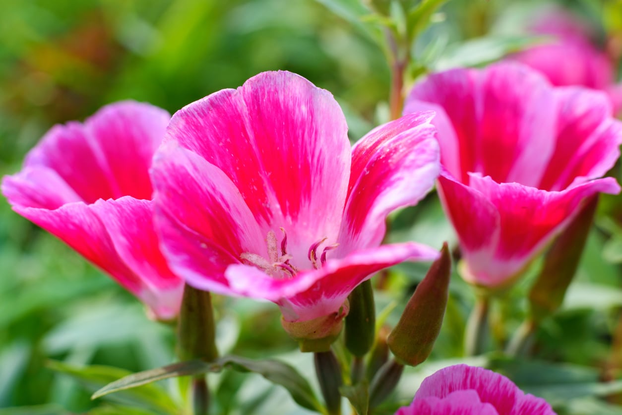 Rosa Godetia Blumensamen zur Aussaat – Bestäuber freundlich – Traditionssorte & ohne Gentechnik Samen Hausgarten
