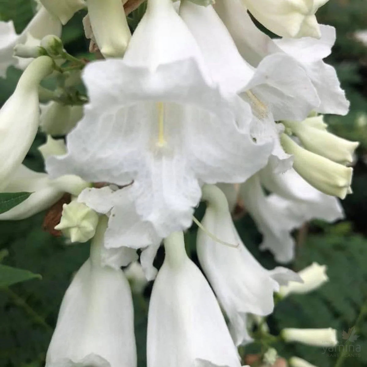 Weiß Jacaranda Blumensamen zur Aussaat Bestäuber freundlich Traditionssorte & ohne Gentechnik Samen Hausgarten