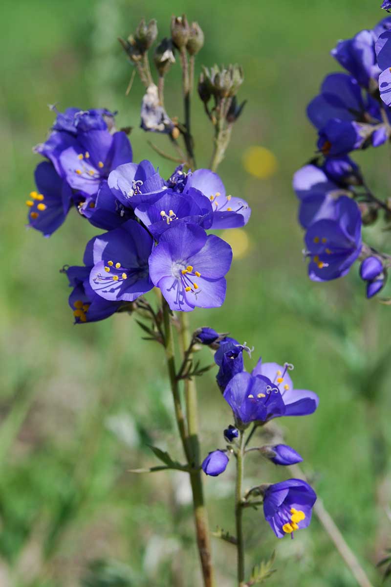 Blau Polemonium Blumensamen zur Aussaat – sonnenliebend – Traditionssorte & ohne Gentechnik Samen Hausgarten