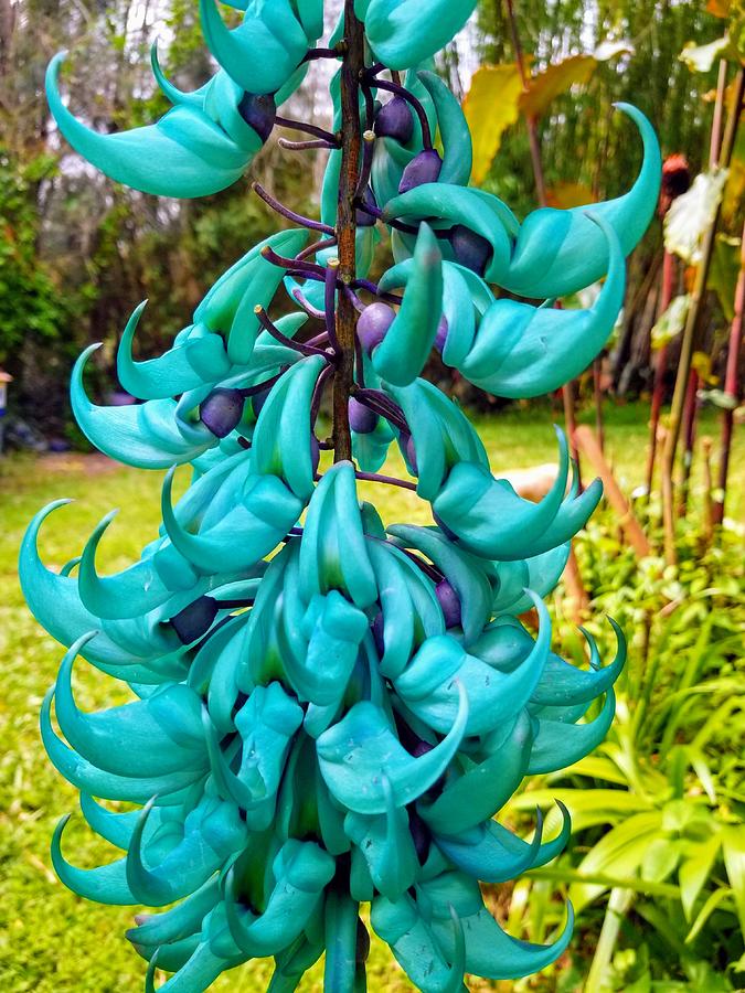 Non gmo jade blume anpflanzung samen