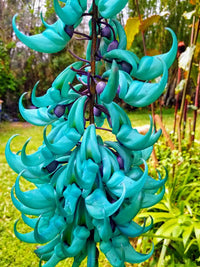 Non gmo jade blume anpflanzung samen