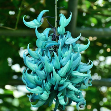 Jade blume samen rare endangered variety for anpflanzung