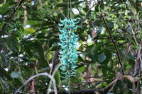 Unique jade blume gardening samen for anpflanzung
