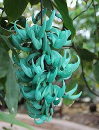 Himmelblau Endangered Jade Blumensamen zur Aussaat lang Blüte Saison Traditionssorte & ohne Gentechnik Samen Hausgarten