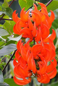 Rot Strongylodon Blumensamen Samen zur Aussaat Thriving und leuchtend Garten Schauanlagen