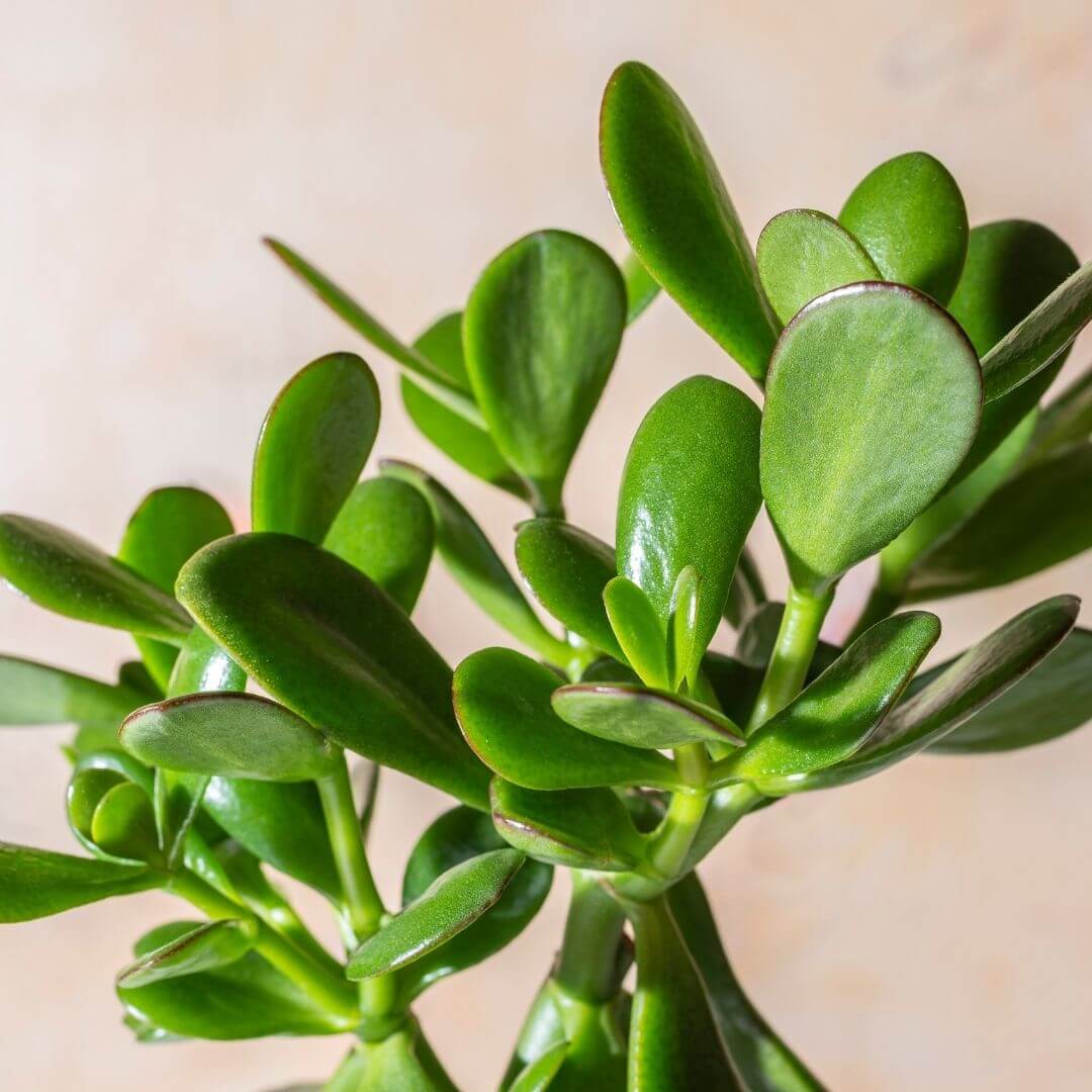 Crassula Blumensamen zur Aussaat – Garten beliebt – Traditionssorte & ohne Gentechnik Samen Hausgarten
