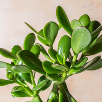 Crassula Blumensamen zur Aussaat – Garten beliebt – Traditionssorte & ohne Gentechnik Samen Hausgarten