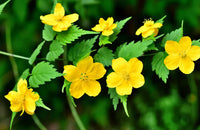 Kerria (kerria japonica) samen for anpflanzung in home garten