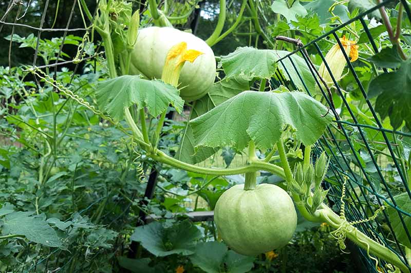 Weiß Jarrahdale Pumpkin Planting Samen for Home Gardens