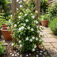Jasmin Samen fuer Garten und Kuebel