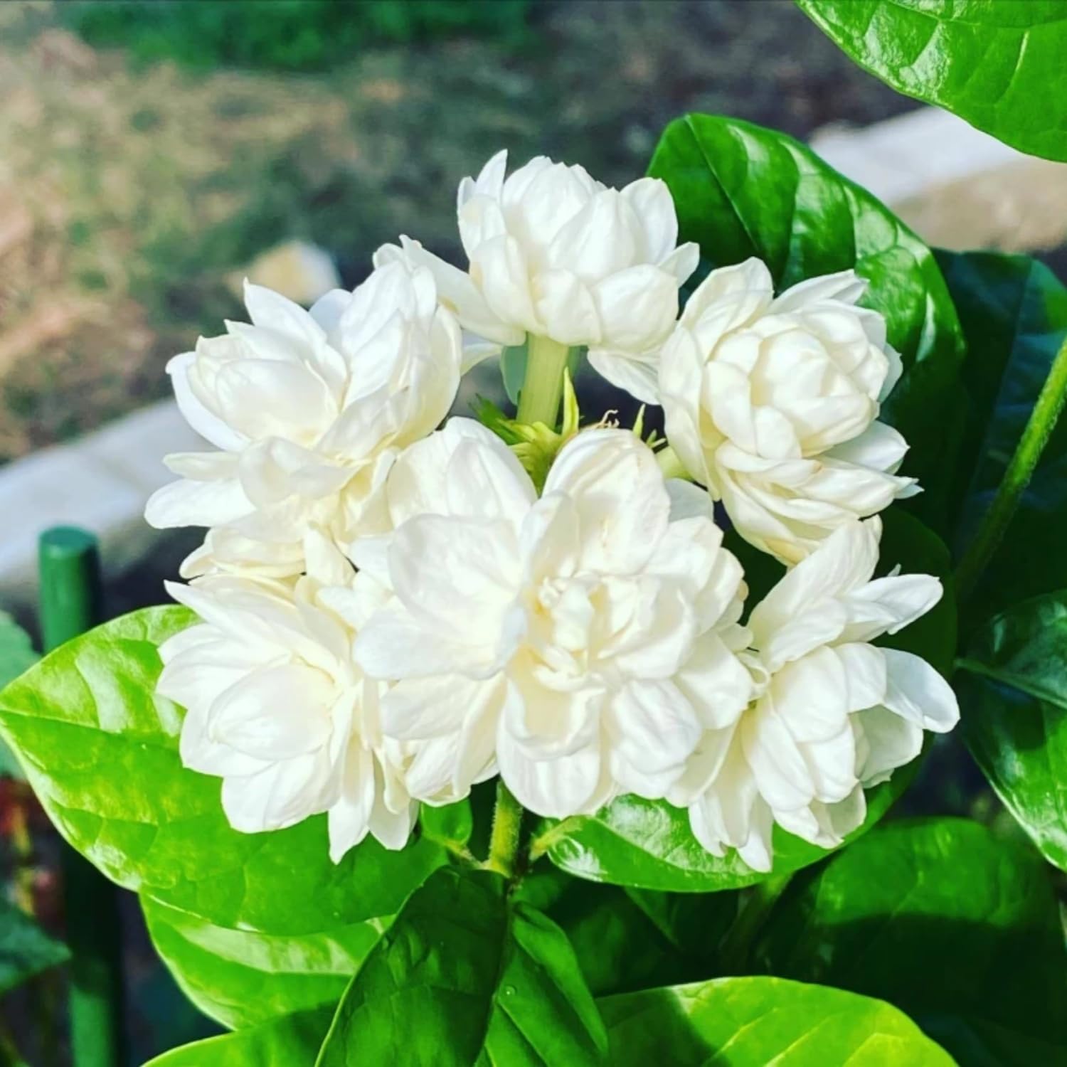 Jasmine blume samen for anpflanzung