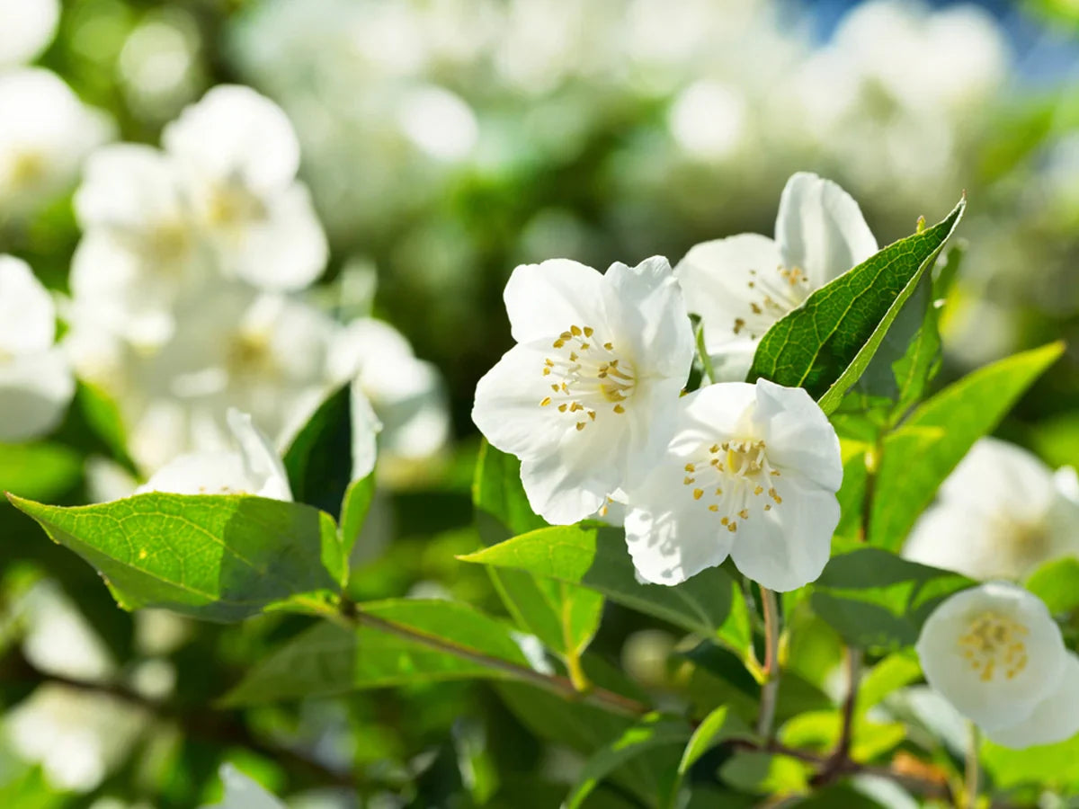 Jasmine pflanze in home garten