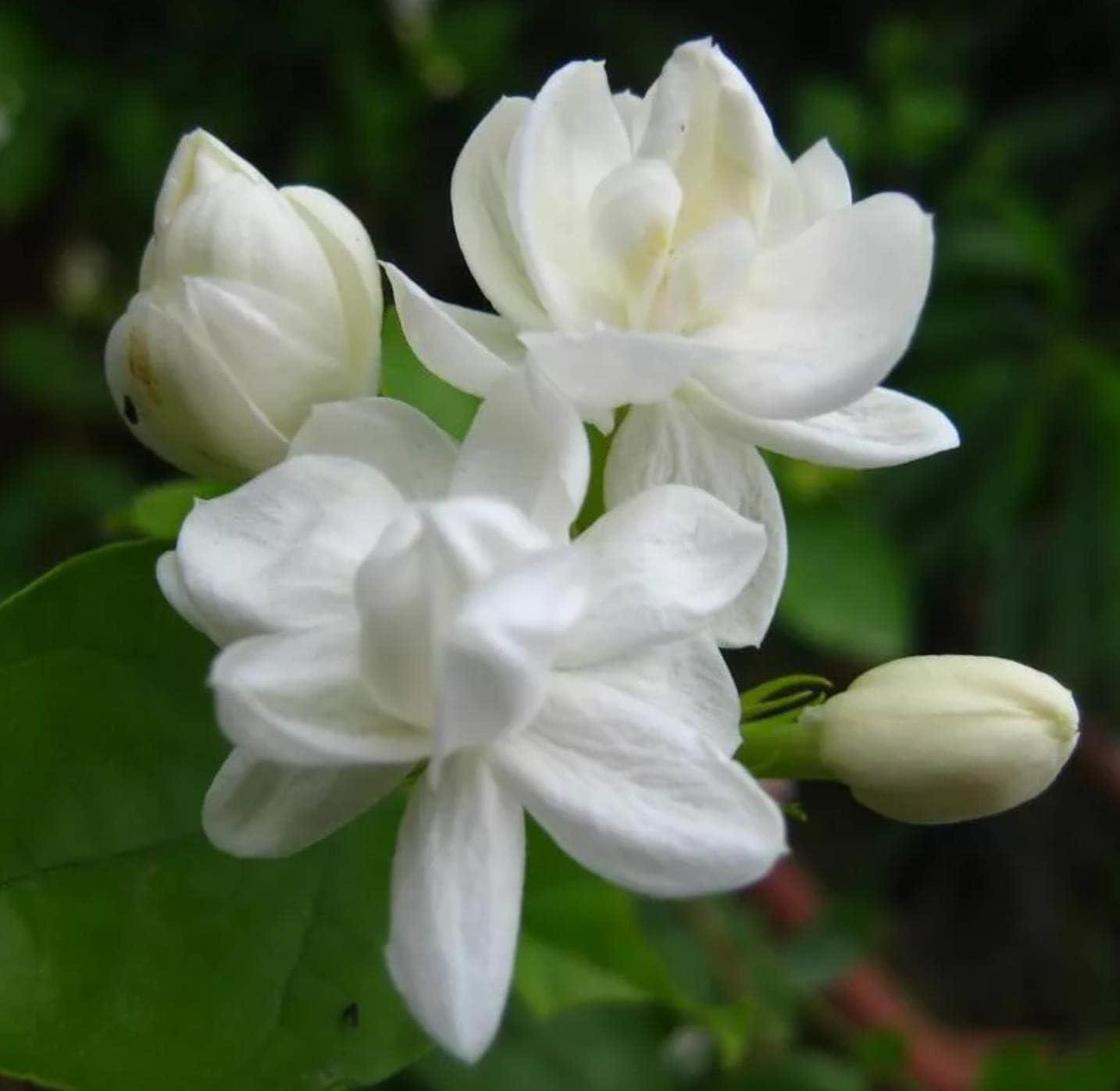 Non-gmo jasmine blume samen