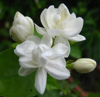 Non-gmo jasmine blume samen