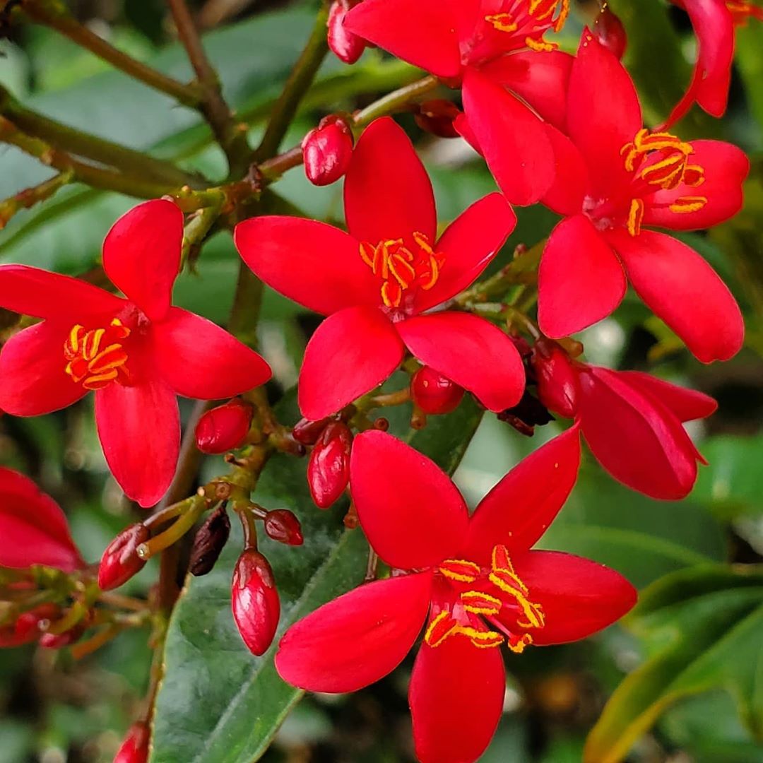 Jatropha Blumensamen zur Aussaat – farbenfroh Schau – Traditionssorte & ohne Gentechnik Samen Hausgarten