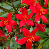 Jatropha Blumensamen zur Aussaat – farbenfroh Schau – Traditionssorte & ohne Gentechnik Samen Hausgarten