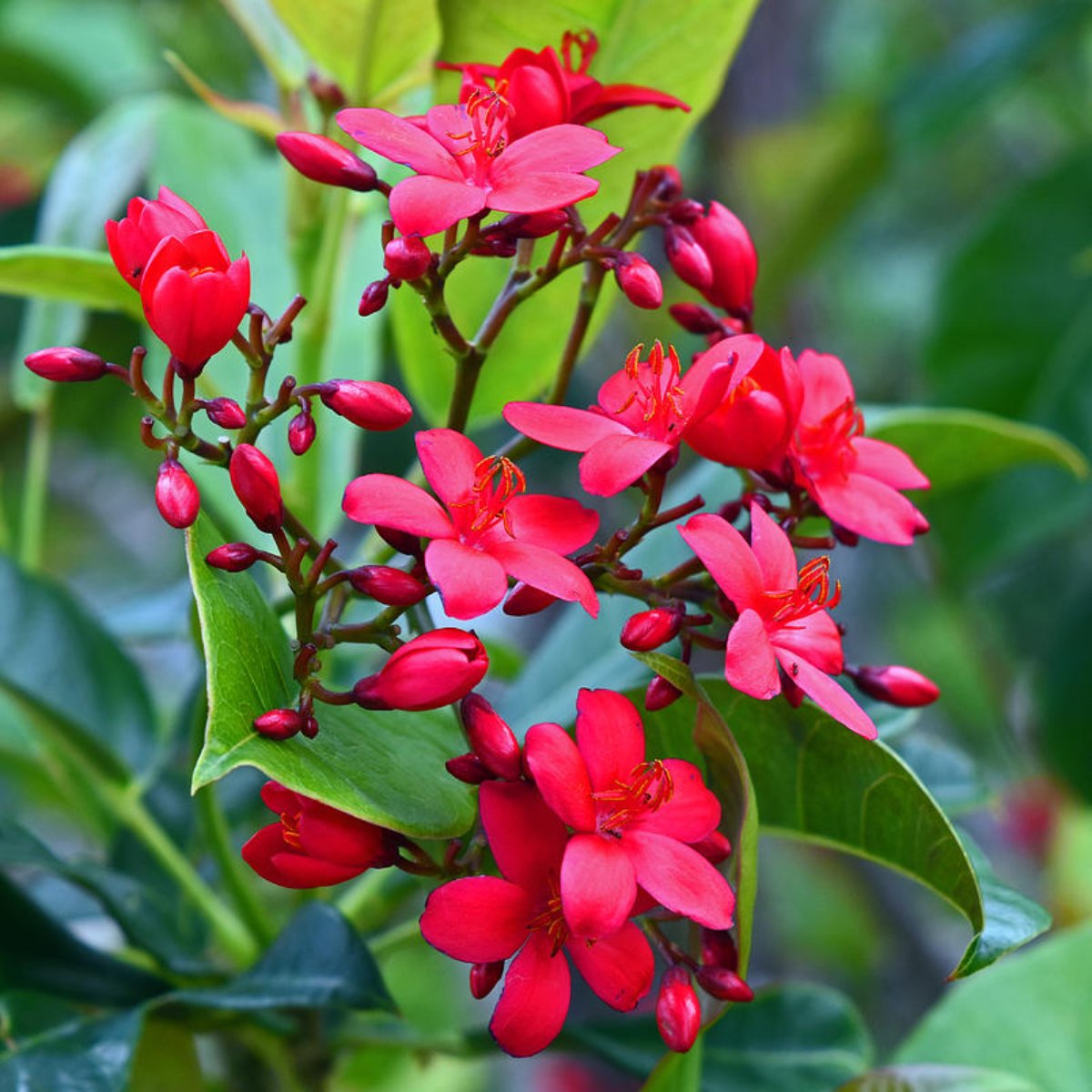 Jatropha blume samen for anpflanzung wildflower mix heirloom & gmo free samen for home garten 
 
 sale for anpflanzung in home garten