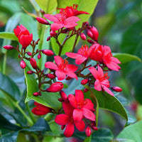 Jatropha blume samen for anpflanzung wildflower mix heirloom & gmo free samen for home garten 
 
 sale for anpflanzung in home garten