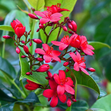 Jatropha blume samen for anpflanzung wildflower mix heirloom & gmo free samen for home garten 
 
 sale for anpflanzung in home garten