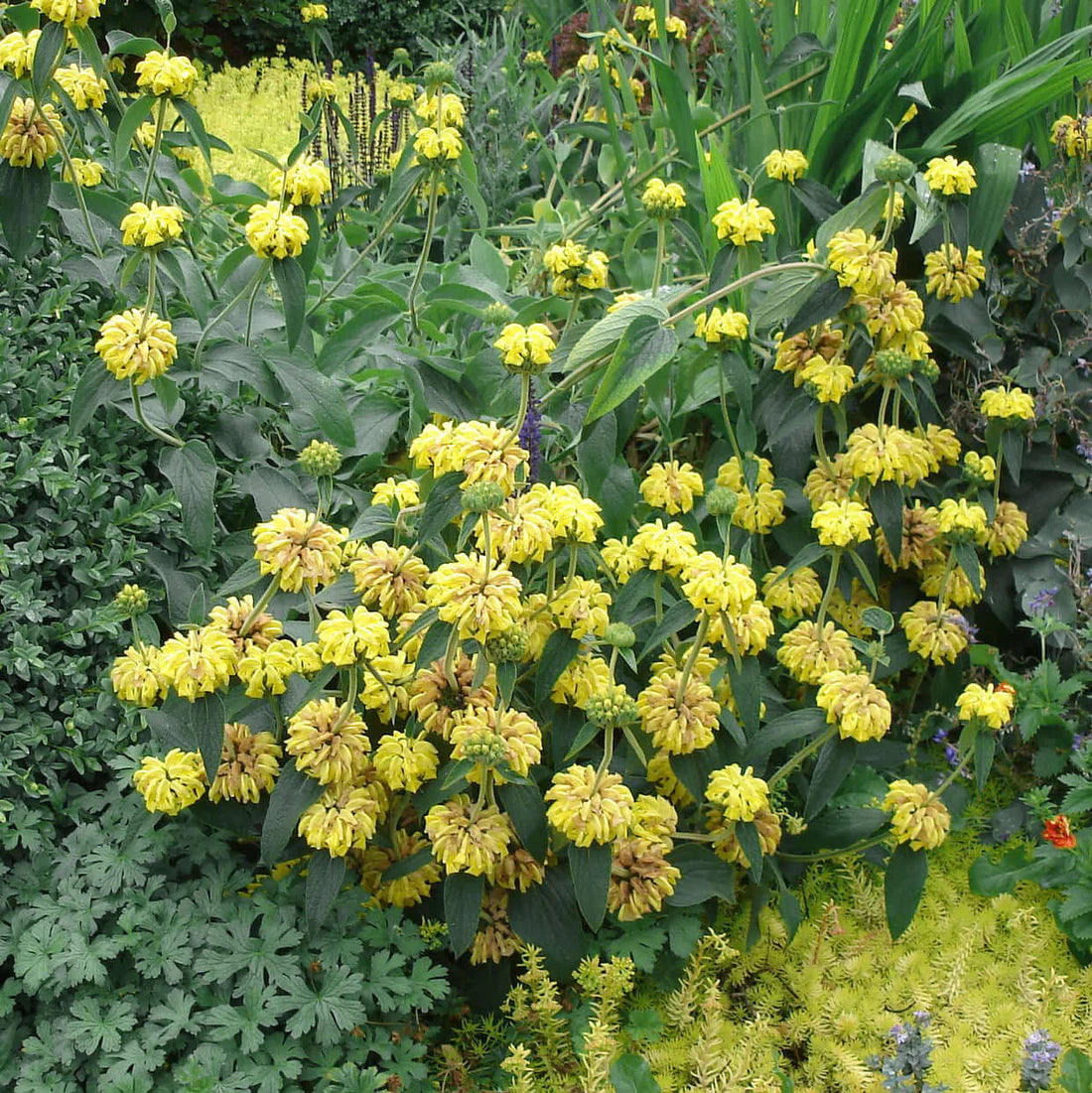 Sage Jerusalem Blumensamen zur Aussaat ideal Rabatten Traditionssorte & ohne Gentechnik Samen Hausgarten