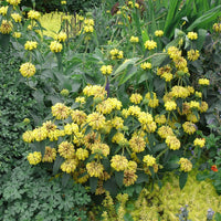 Sage Jerusalem Blumensamen zur Aussaat ideal Rabatten Traditionssorte & ohne Gentechnik Samen Hausgarten