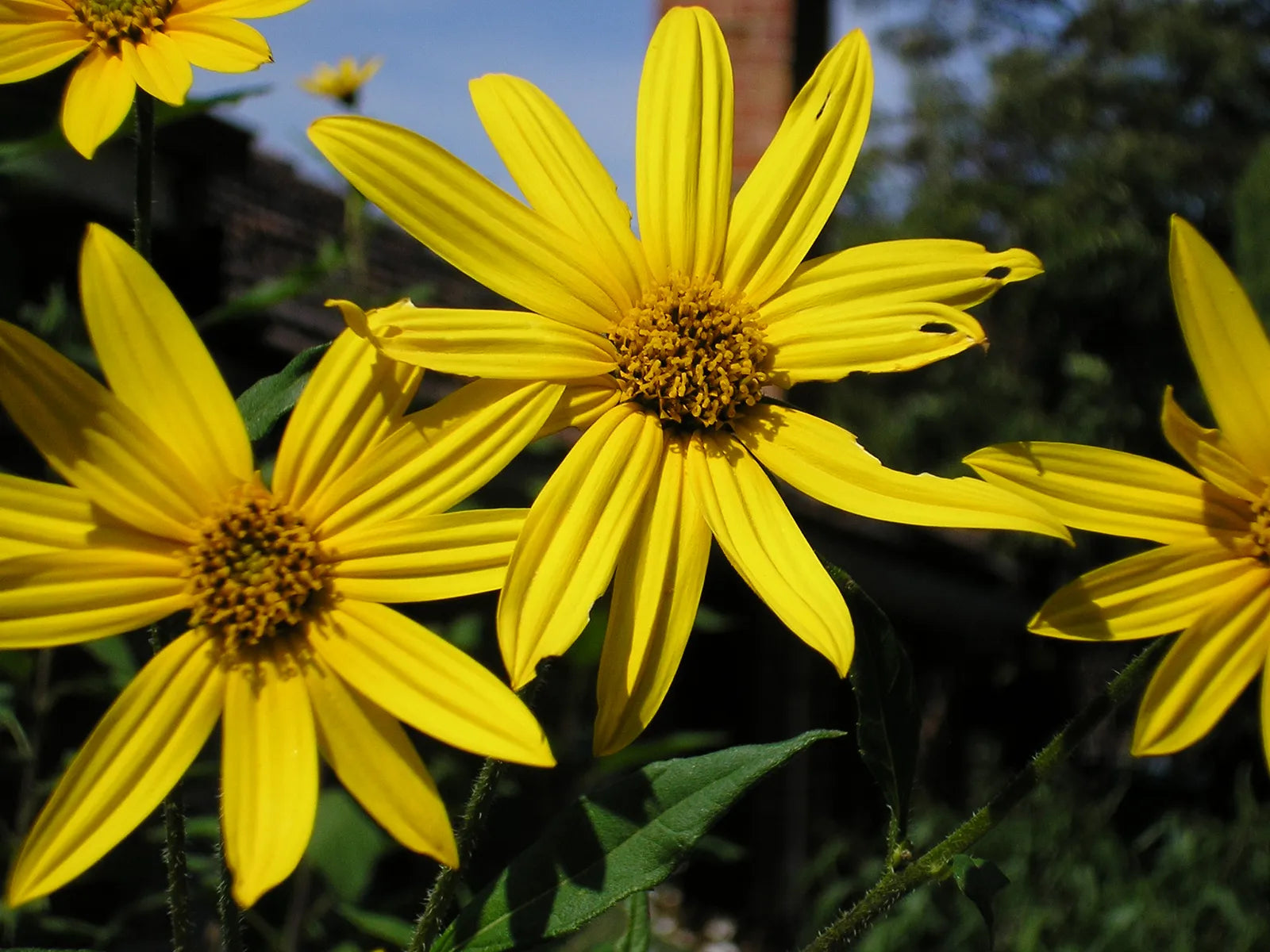 Jerusalem Artichoke (Sunchoke) Helianthus Tuberosus Gelb Sonnenblume Root Vegetable Samen