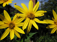 Jerusalem Artichoke (Sunchoke) Helianthus Tuberosus Gelb Sonnenblume Root Vegetable Samen