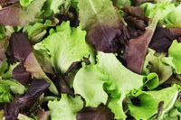 Mixed Mesclun Gemüsesamen for Your Garden