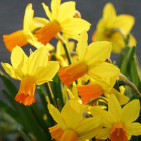 Daffodils Blumensamen zur Aussaat leuchtend Orange & Gelb Perennials