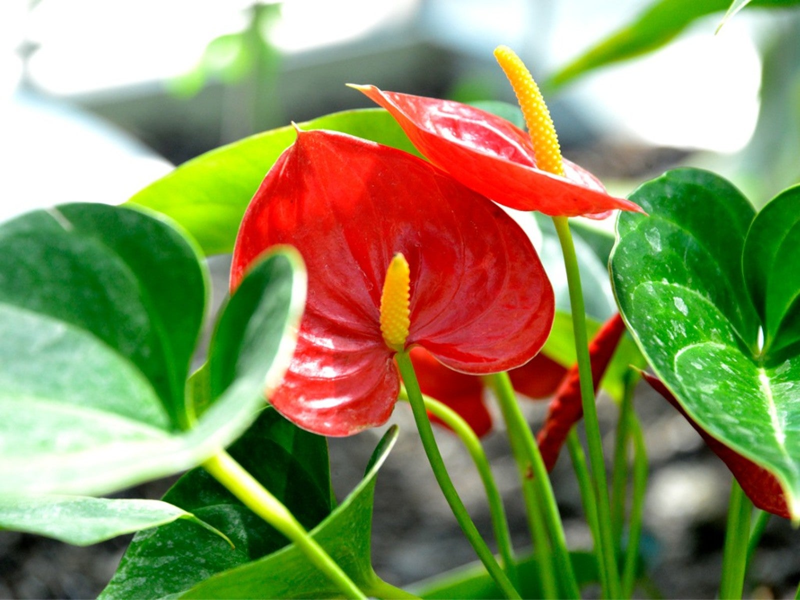Anthurium indoor anpflanzung samen - grow exotic blooms | blume for