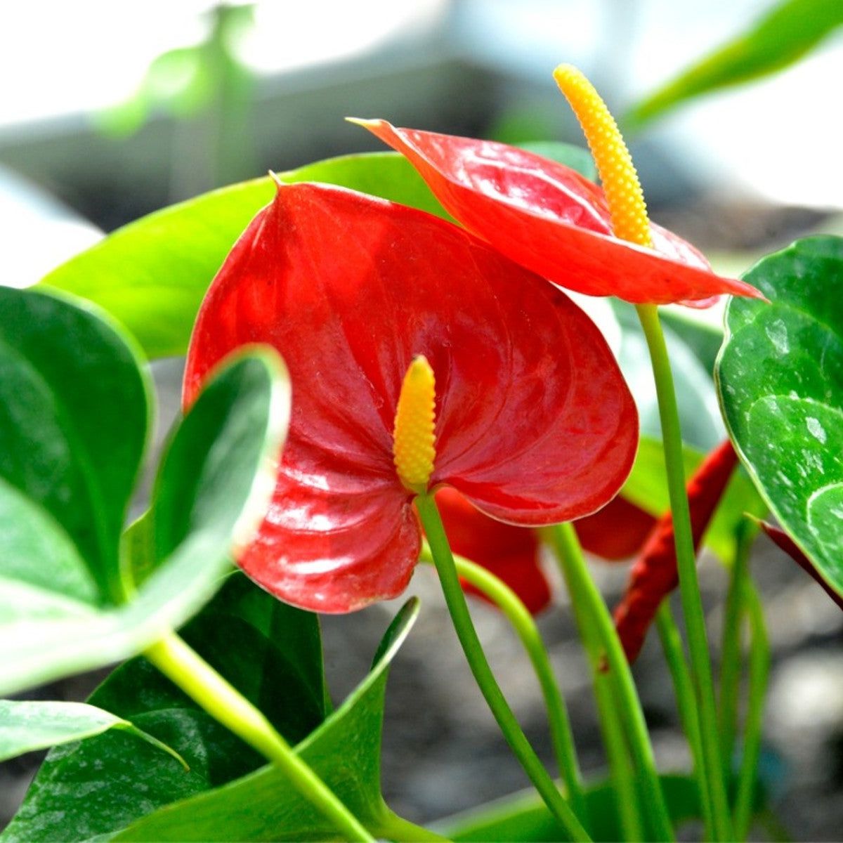 Flamingoblume Blumensamen zur Aussaat robust Sorte Traditionssorte & ohne Gentechnik Samen Hausgarten