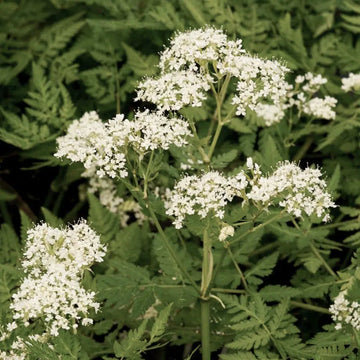 Myrrhis Blumensamen zur Aussaat – Drought verträglich – Traditionssorte & ohne Gentechnik Samen Hausgarten