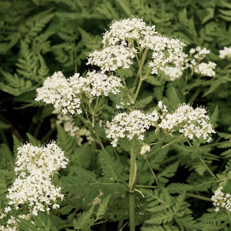 Myrrhis Blumensamen zur Aussaat – Drought verträglich – Traditionssorte & ohne Gentechnik Samen Hausgarten