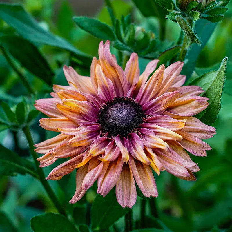 Graines de rudbeckia Sahara – fleurs éclatantes pour le jardin