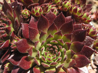 Maroon jovibarba flowering and foliage samen