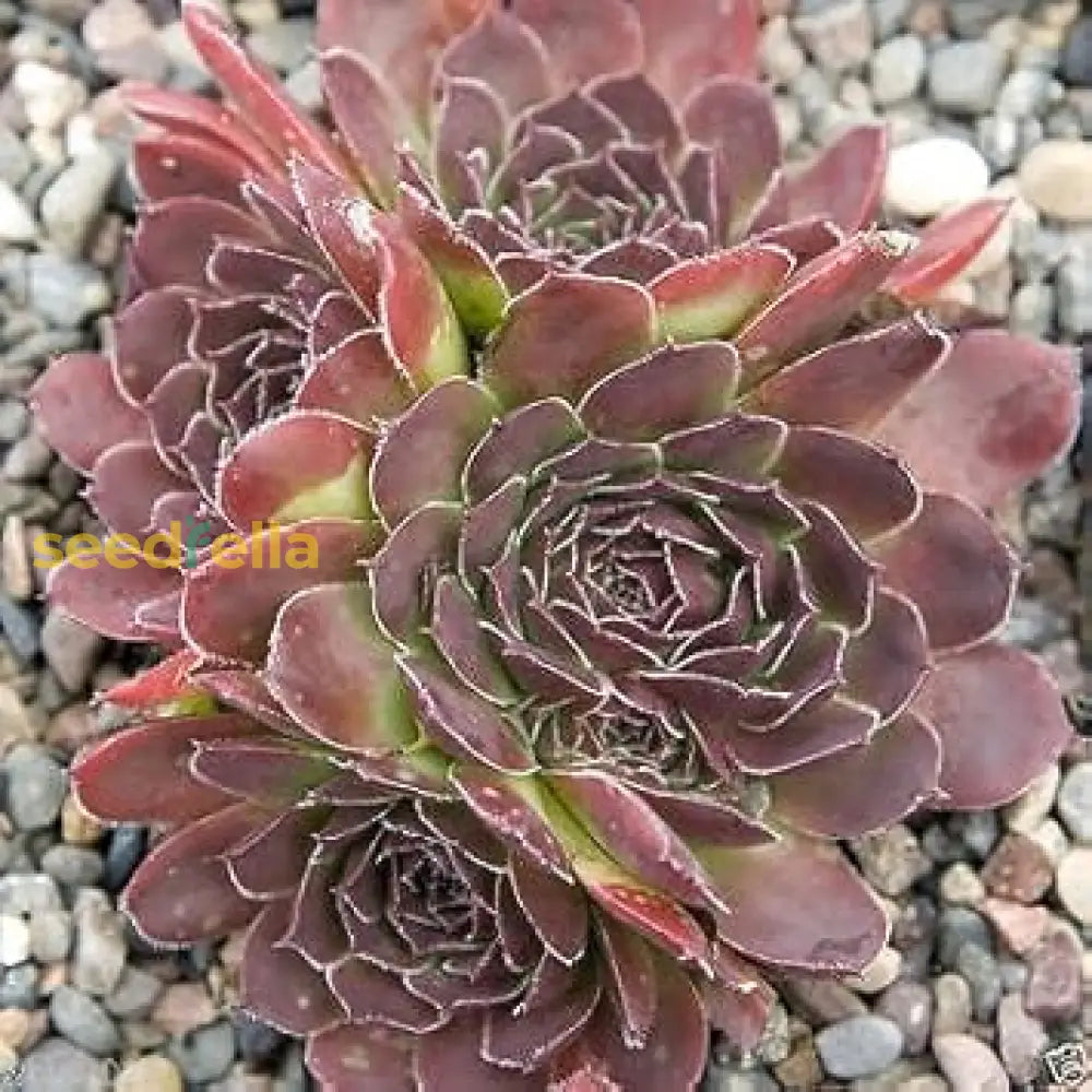 Non gmo maroon jovibarba samen