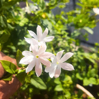 Jasminum Blumensamen zur Aussaat Schnitt Blume beliebt Traditionssorte & ohne Gentechnik Samen Hausgarten