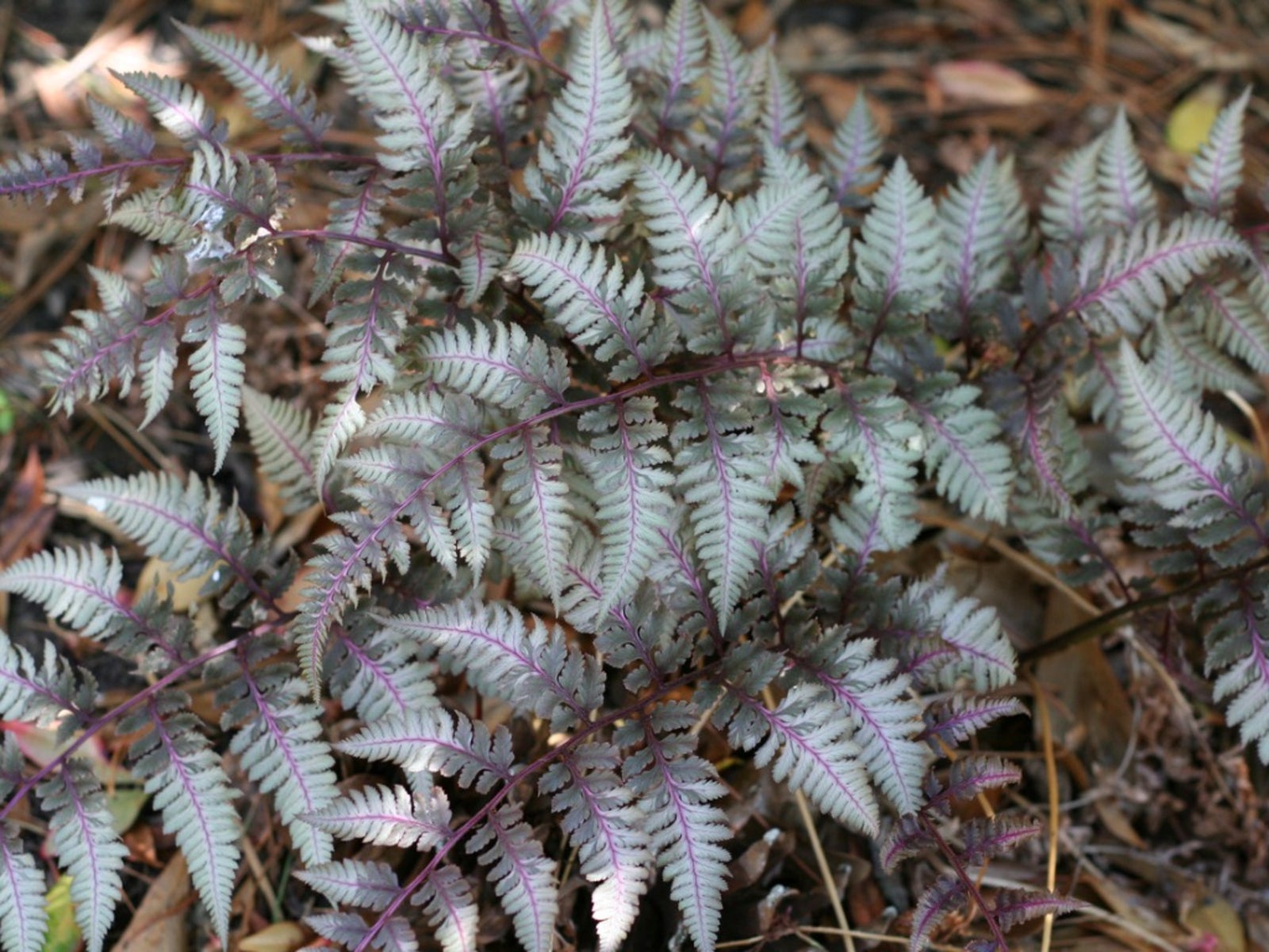 Japanese Painted Fern Blumensamen zur Aussaat – farbenfroh Schau – Traditionssorte & ohne Gentechnik Samen Hausgarten