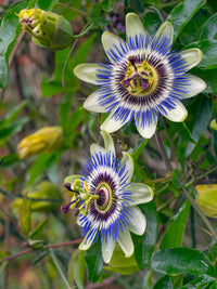 Blau Blumensamen zur Aussaat