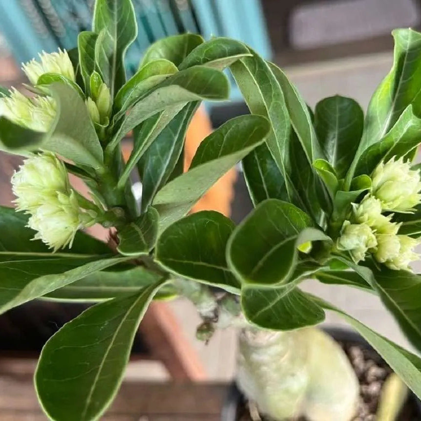 hell Grün Wüstenrose Obesum Samen Blumensamen zur Aussaat lang Blüte Saison Traditionssorte & ohne Gentechnik Samen Hausgarten
