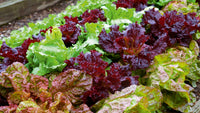 Lettuce Mix Samen for Indoor Planting