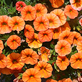 Orange Calibrachoa Blumensamen zur Aussaat – robust Sorte – Traditionssorte & ohne Gentechnik Samen Hausgarten