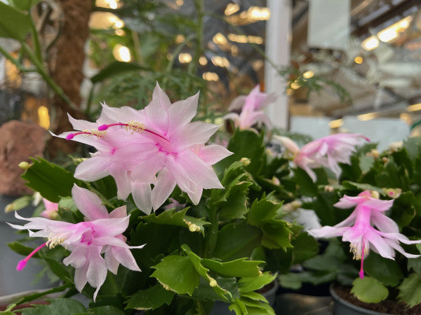 hell Rosa Zygocactus Truncatus Blumensamen zur Aussaat hochwertige Qualitäts- Traditionssorte & ohne Gentechnik Samen Hausgarten