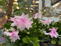 hell Rosa Zygocactus Truncatus Blumensamen zur Aussaat hochwertige Qualitäts- Traditionssorte & ohne Gentechnik Samen Hausgarten