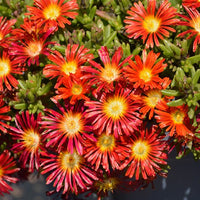 Rot Delosperma Blumensamen zur Aussaat duftend Blüten Traditionssorte & ohne Gentechnik Samen Hausgarten