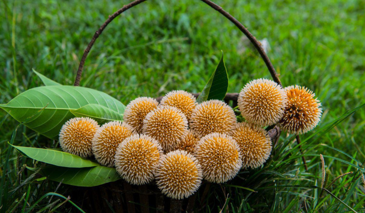 Grün Anthocephalus Kadamba Blumensamen zur Aussaat – farbenfroh Schau – Traditionssorte & ohne Gentechnik Samen Hausgarten