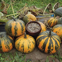Kakai Hull-Less Pumpkin Samen für einfache Aussaat