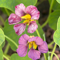 klein Rosa Kapuzinerkresse Blumensamen zur Aussaat lang Blüte Saison Traditionssorte & ohne Gentechnik Samen Hausgarten