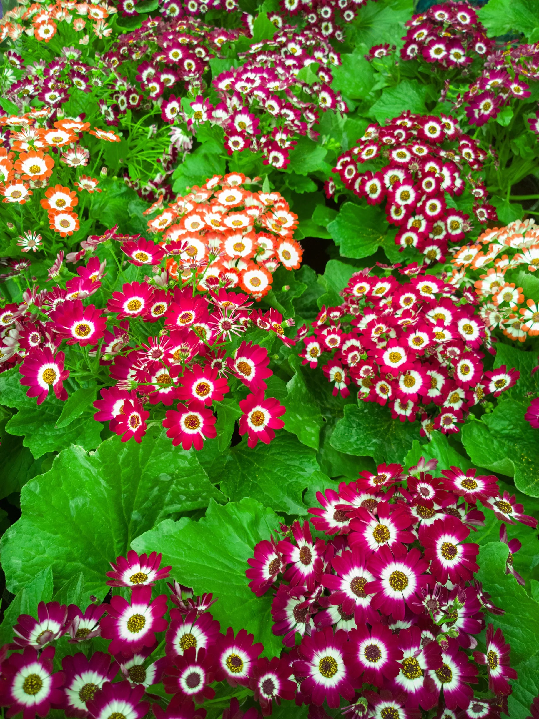 Rot Cineraria Blumensamen zur Aussaat duftend Blüten Traditionssorte & ohne Gentechnik Samen Hausgarten